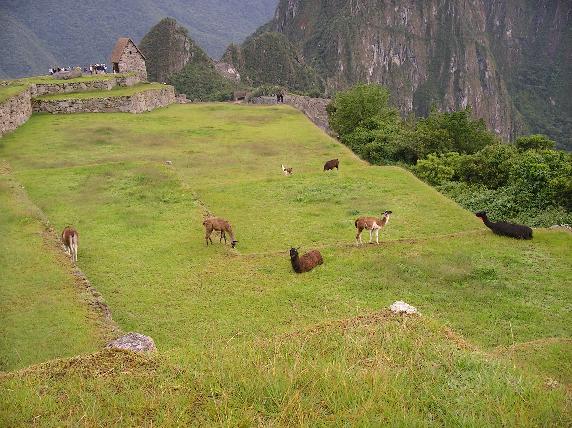 Machu Picchu