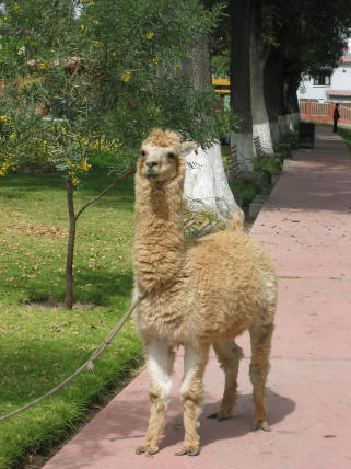 Alpaca