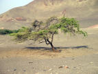 Huarango Tree